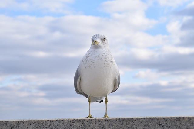 Free Bird Animal photo and picture