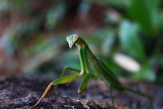 Mantis, Insekt, Natur, Makro