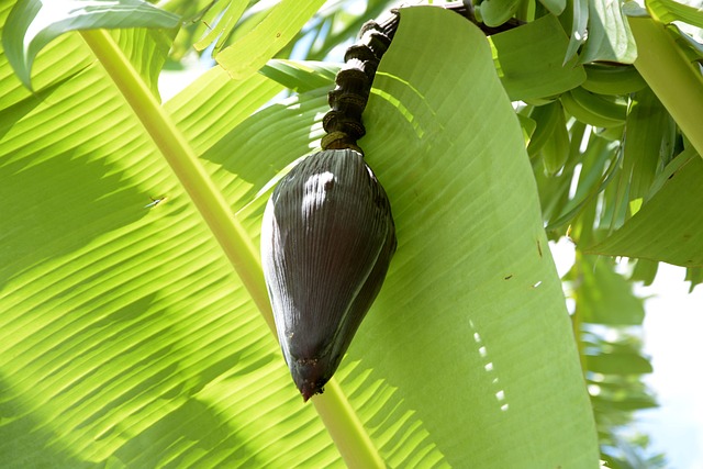 Banane, Bananenbaum, Bündel Bananen