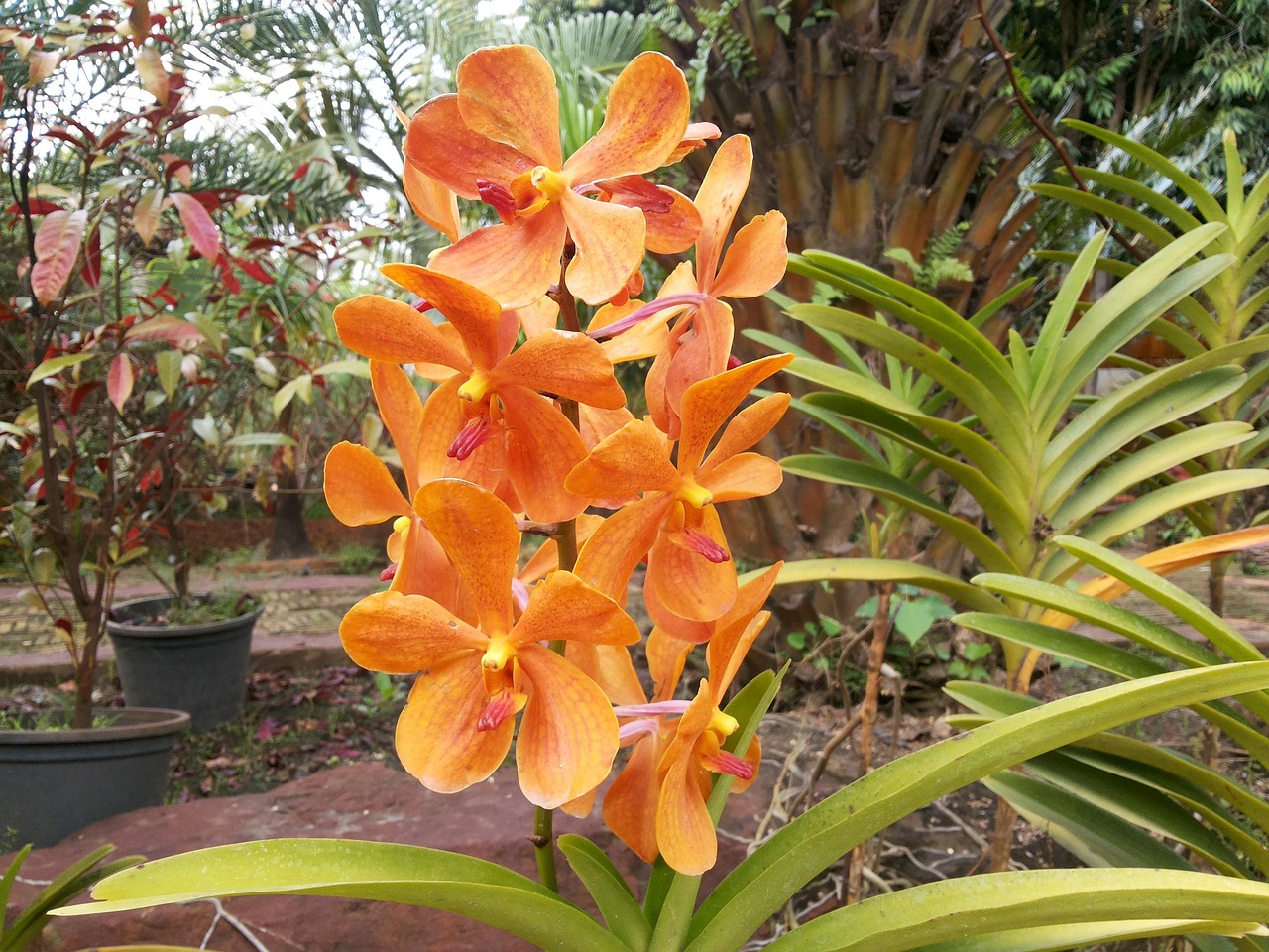 Orchid Flower Free photo on Pixabay Pixabay