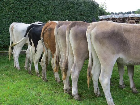 Free Cow Cows photo and picture
