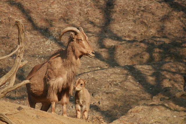 Free Capricorn Nature photo and picture