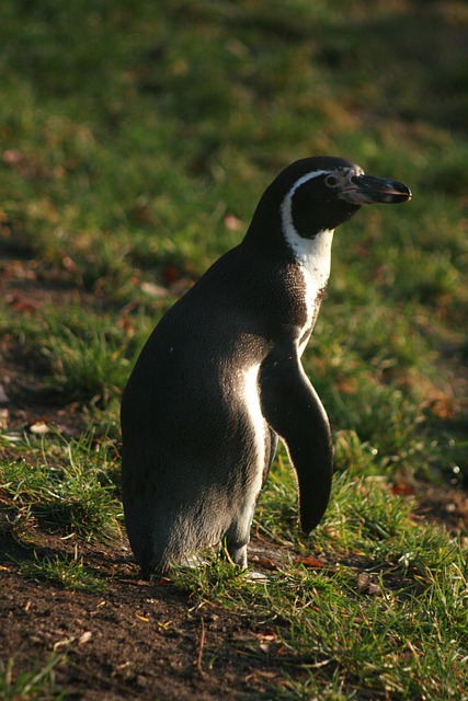 Free Penguin Nature photo and picture