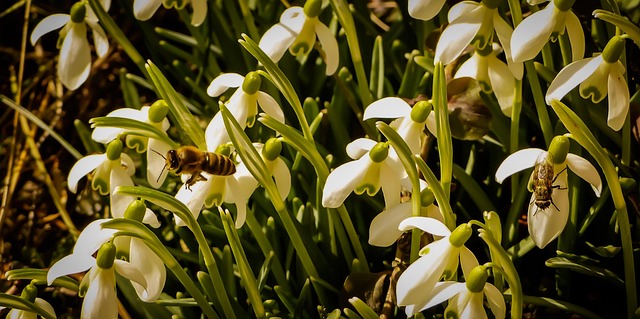 Free Bees Snowdrop photo and picture