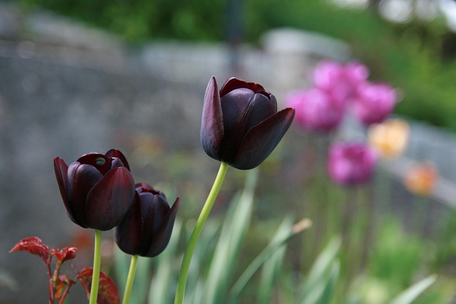 Free Tulips Flower photo and picture