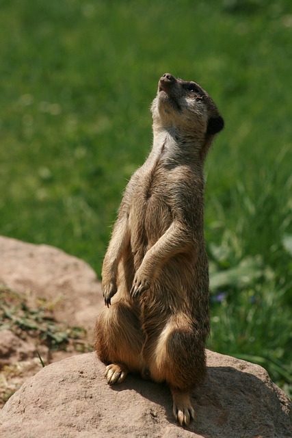 Free Nature Animal photo and picture