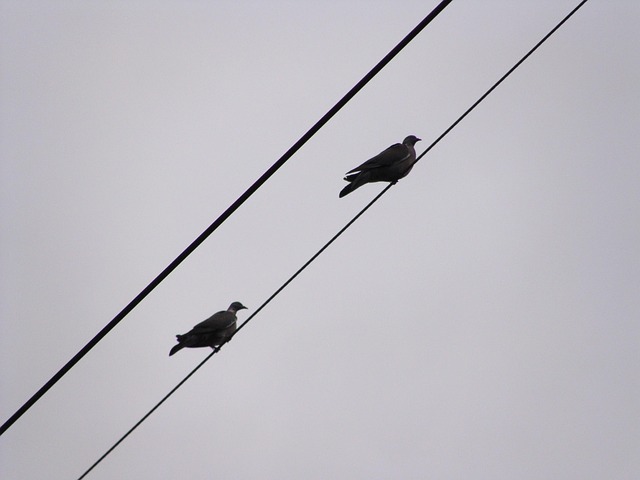 Free Pigeons Wood Pigeons photo and picture
