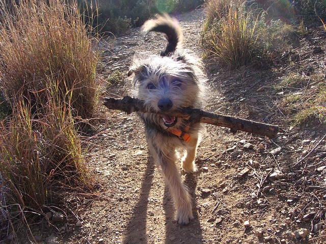Free Shepherd Dog Dog photo and picture