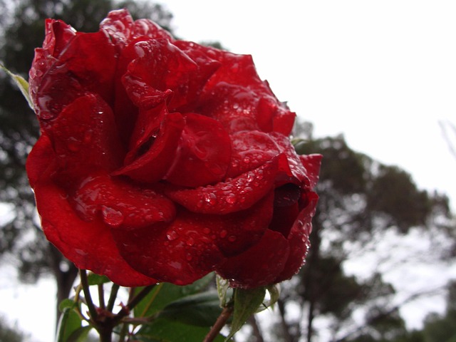 Free Rose Flower photo and picture