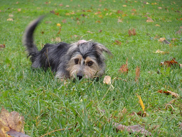 Free Shepherd Dog Dog photo and picture