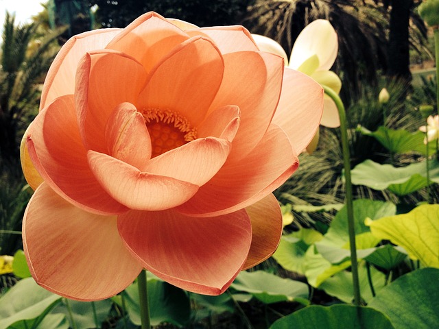 Free Lotus Flower Flower photo and picture