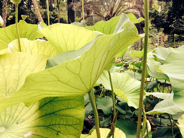 Free Leaves Lotus photo and picture