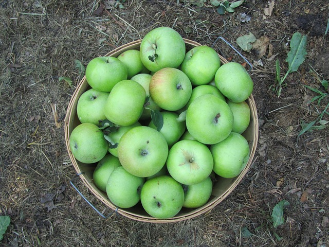 Free Apples Harvest photo and picture