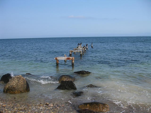 Free Birds Shore photo and picture