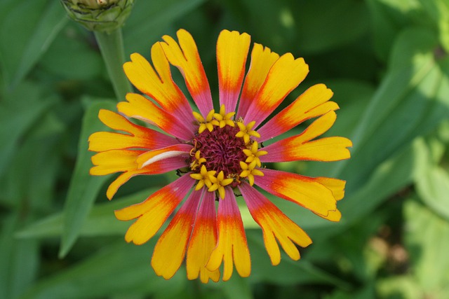 Free Flower Nature photo and picture