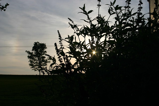 Free Sunset Silhouette photo and picture