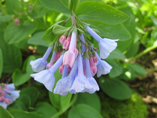 Free Bluebell Woodlands photo and picture