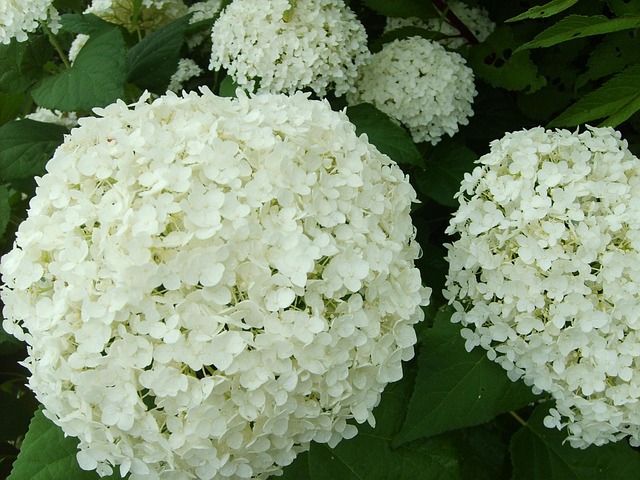 Free Hydrangea White Flower photo and picture