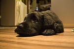 dog, puppy, black