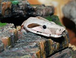 snake, boa constrictor imperator, reptile