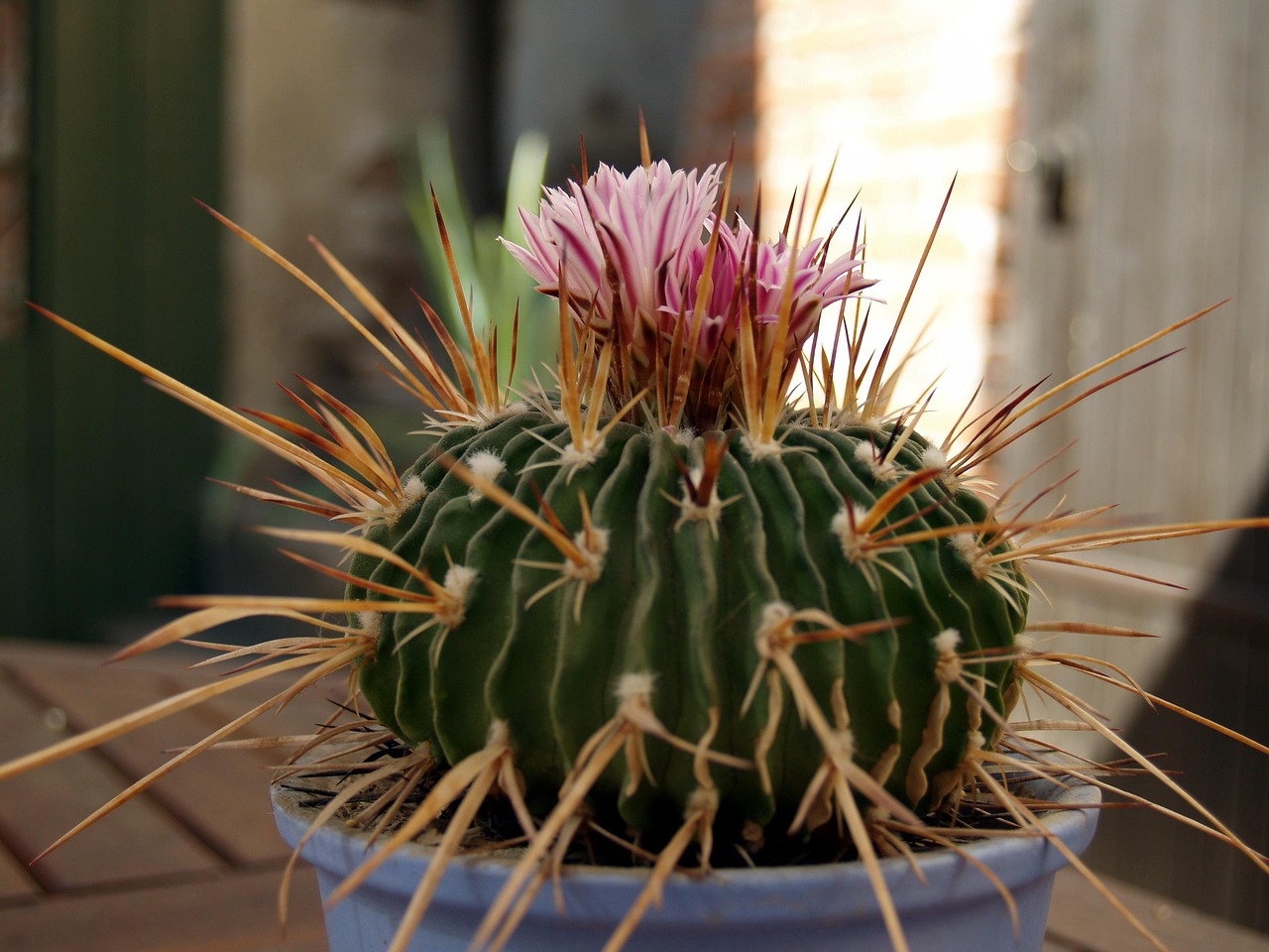 cactus-661039_1280.jpg