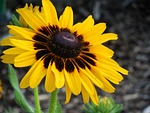 rudbeckia, flower, yellow