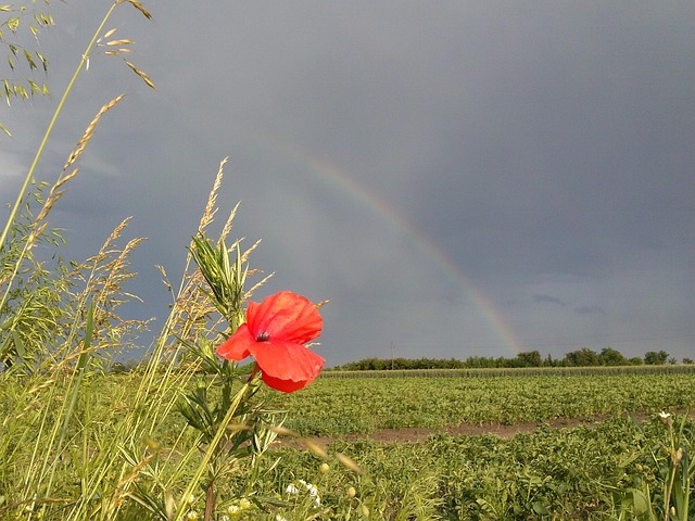 Free Screen Poppy photo and picture