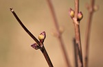 bud, spring, branches