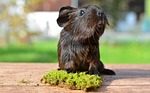 guinea pig, smooth hair, gold agouti