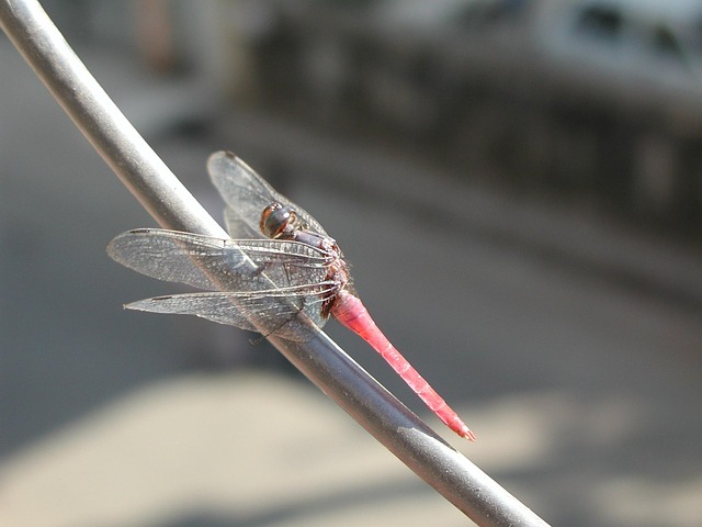 Free Dragonfly Pink photo and picture