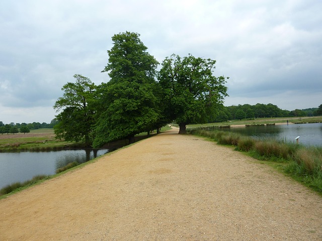 Richmond Park, Arvores, Natureza