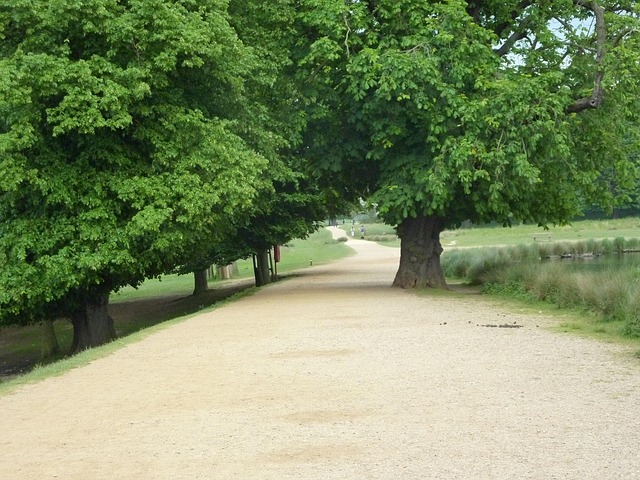 Richmond Park, Parque, Natureza