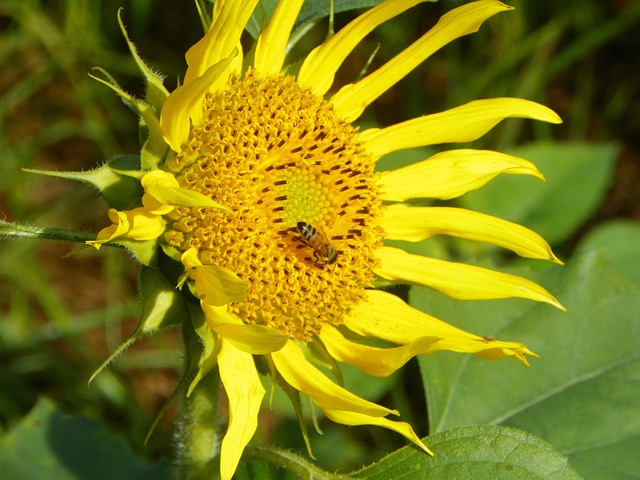Free I Bee photo and picture