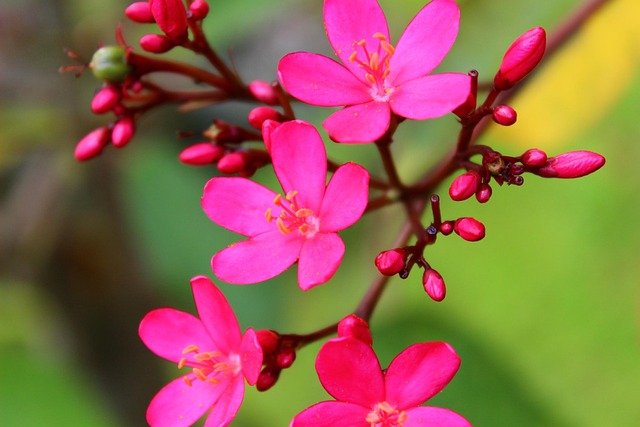 Makro, Blomst, Blomst Baggrund, Natur