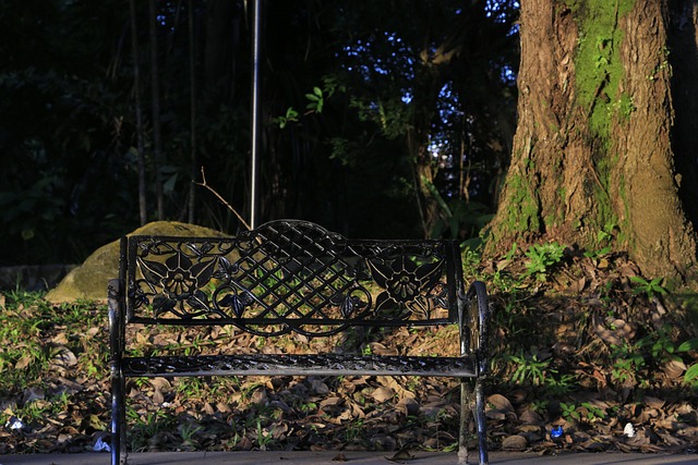 Free Bench Tree photo and picture