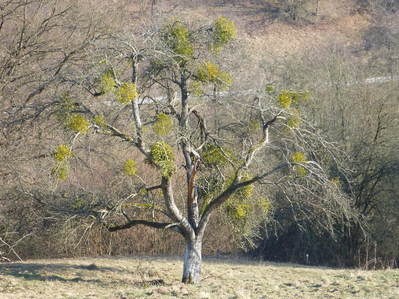Free Tree Fall photo and picture
