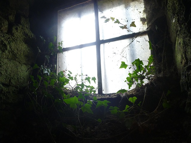 Free Window Backlighting photo and picture