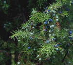 juniper, fruitful, autumn
