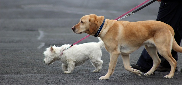 Free Animal Dog photo and picture