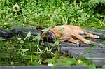 malinois, water garden, dog basks