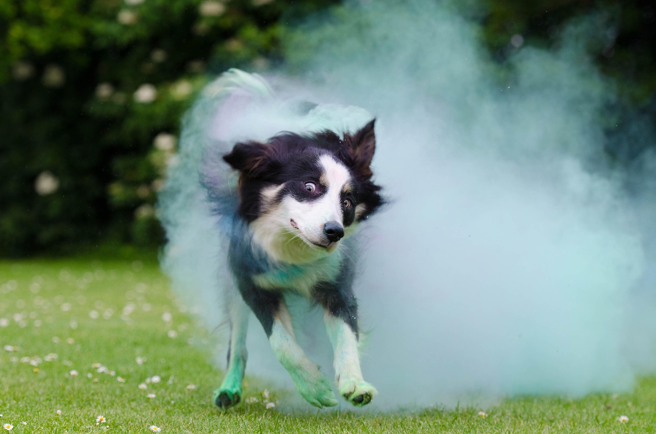 Border Collie - free online jigsaw puzzle photo