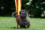 hybrid, slalom, agility