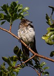 pied butcherbird, butcherbird, baby
