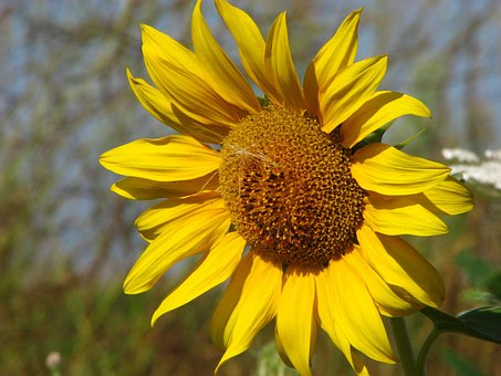 Sonnenblume, Natur, Blumentapete