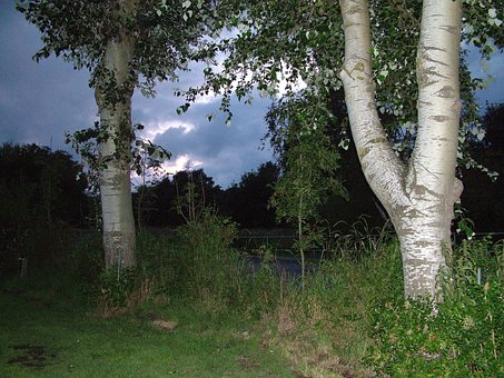 Free Tree Nature photo and picture