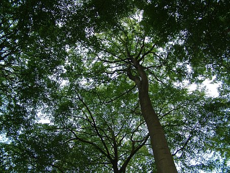 Free Tree Enjoyment Of Life photo and picture
