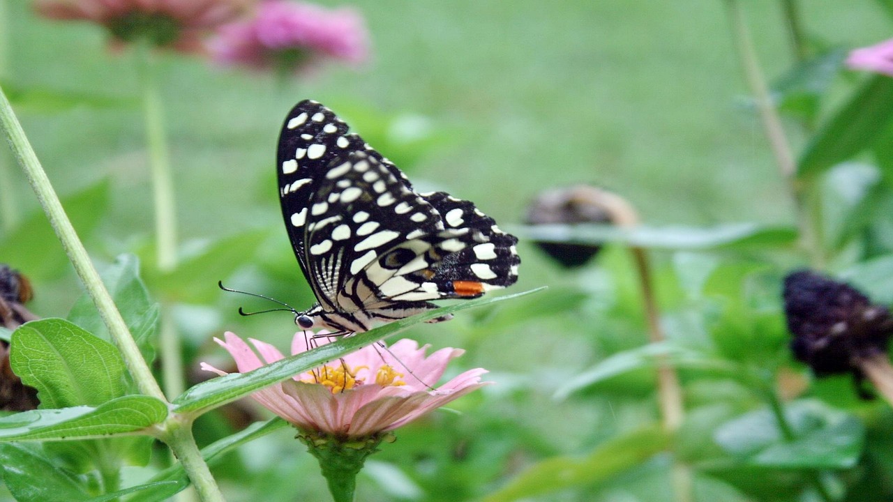 butterfly-663255_1280.jpg