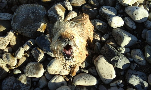 Hund, Steine, Natur