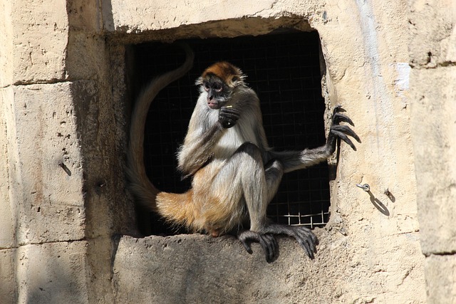 Free Spider Monkey Eating photo and picture
