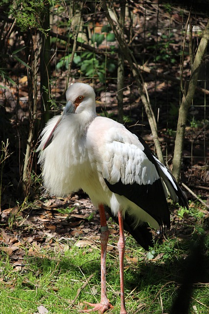 Free Whooping Crane Bird photo and picture